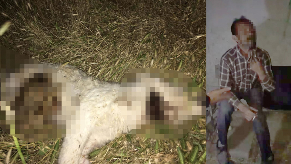 Yavru köpeği işkenceyle öldürdü!