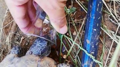 Kaplumbağaya bardaktan su içirdi!