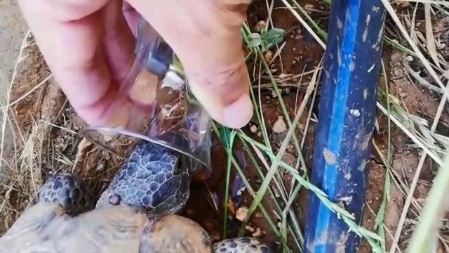 Kaplumbağaya bardaktan su içirdi!
