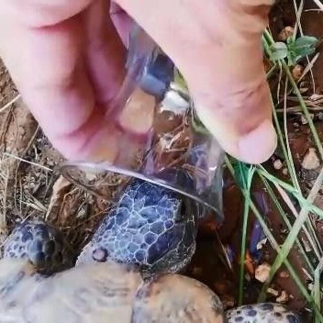 Kaplumbağaya bardaktan su içirdi!