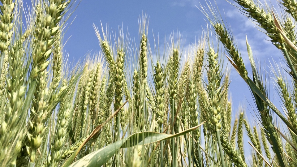 Kuraklığa dayanıklı buğday geliştirildi