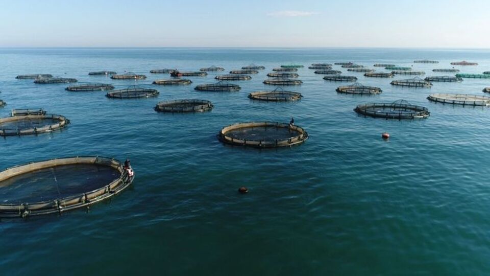 Su ürünleri üretimi 2018 yılında azaldı