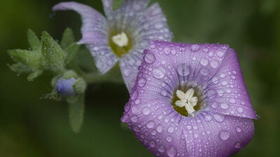 Sabahları saatlerinde inciyi andırıyor