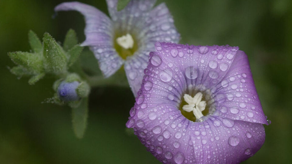 Sabahları saatlerinde inciyi andırıyor