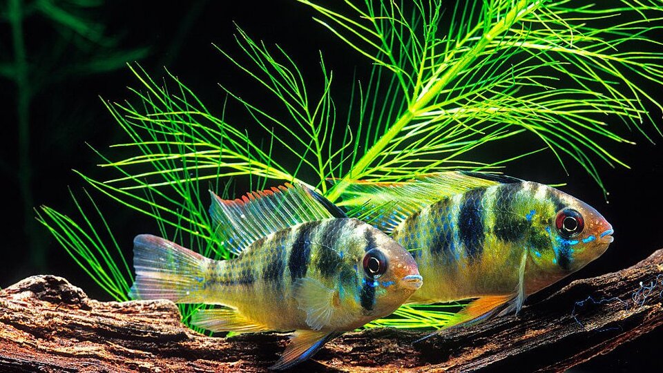 Sevdiğinden ayrı kalan dişi zebra ciklet balıkları 'mahzunlaşıyor'