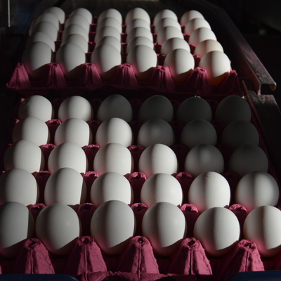 Yumurtanın kolisi 5 liraya kadar düştü