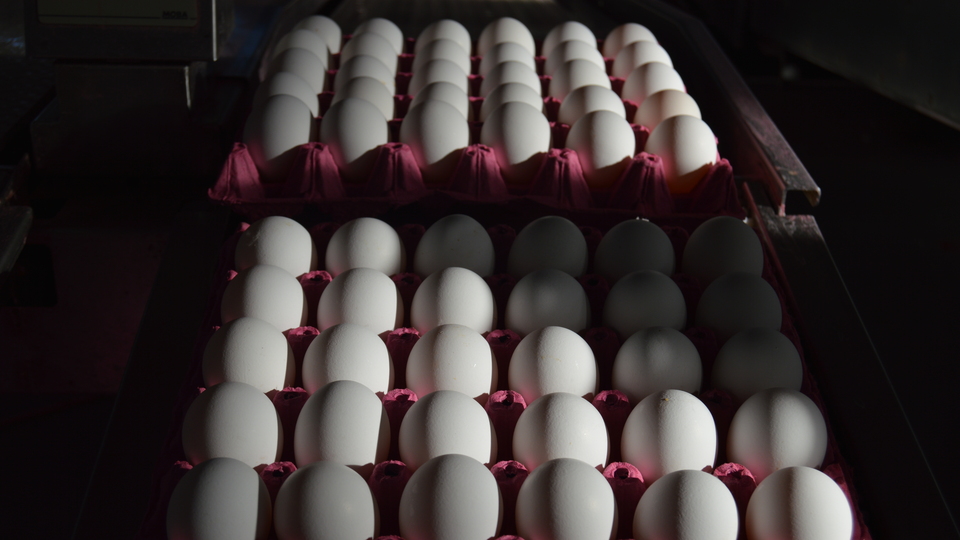 Yumurtanın kolisi 5 liraya kadar düştü