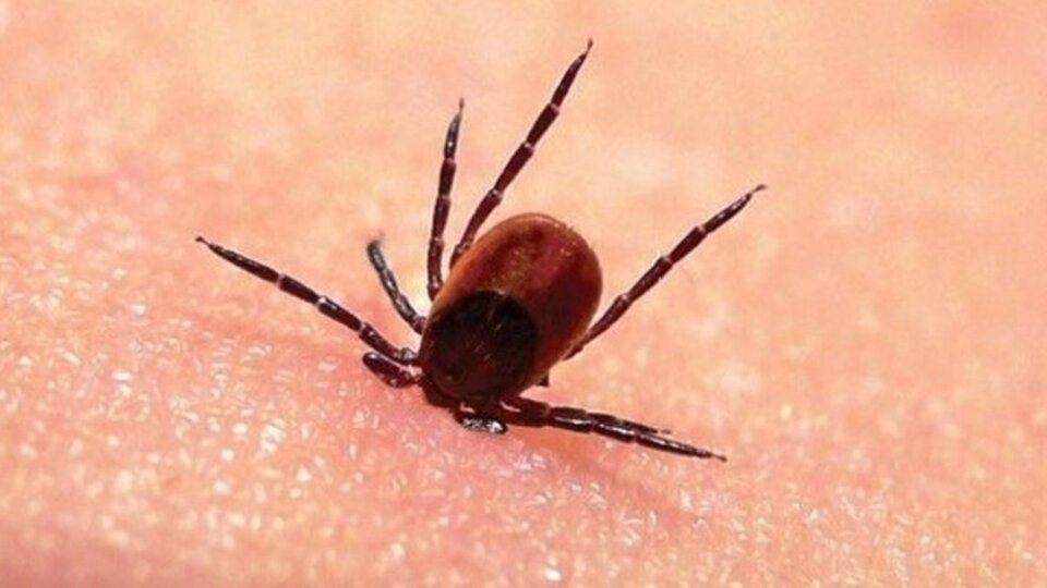 'Kene bir seferde çıkarılmalı'
