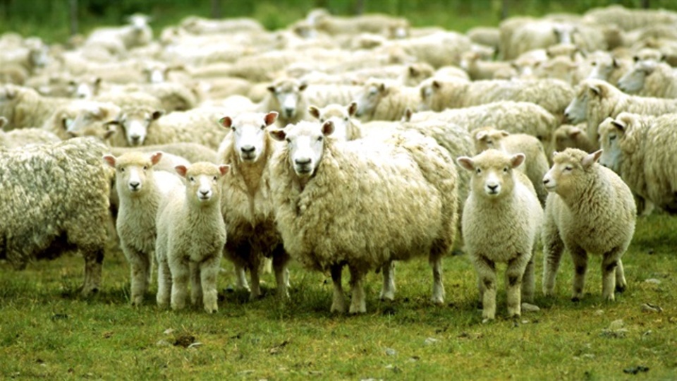 Kurban Bayramı ne zaman?