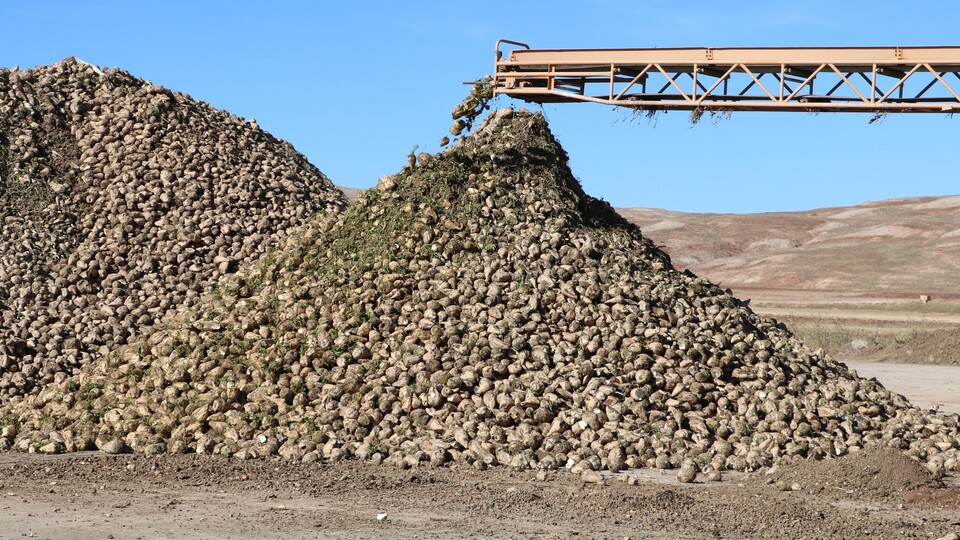 Bakanlıktan şeker pancarı açıklaması