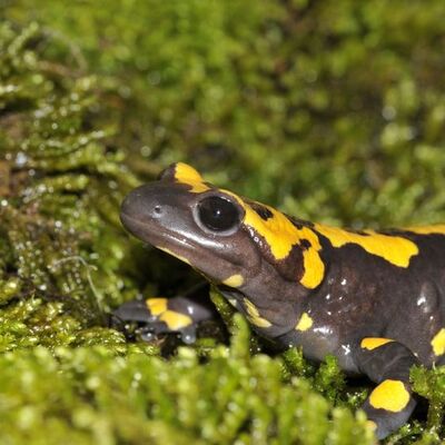 Halk kertenkele zannediyor ama...