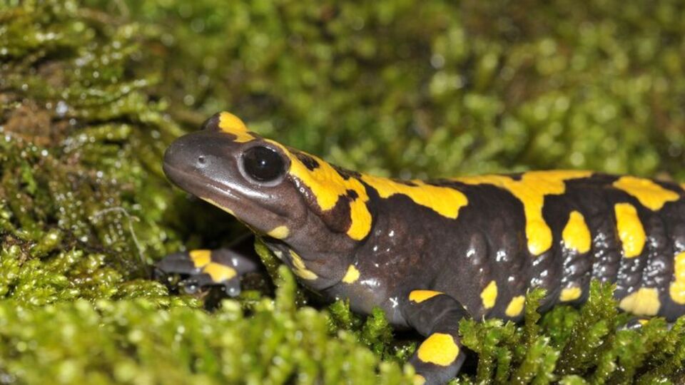 Halk kertenkele zannediyor ama...