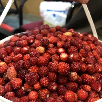 Kilosu 120 TL'den yok satıyor!