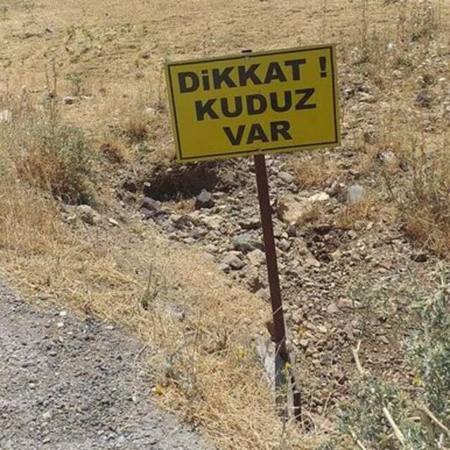 Köpek kuduz çıktı, köy karantinada!