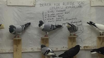 Kuş almak isteyene sabıka kaydı soruyor!