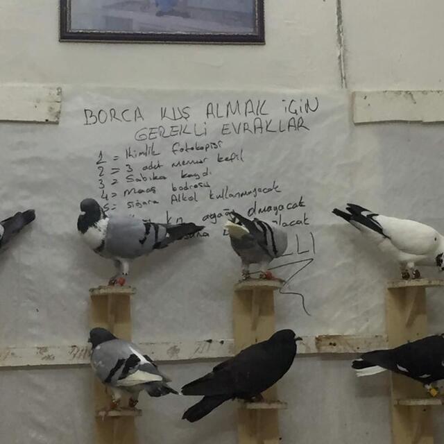 Kuş almak isteyene sabıka kaydı soruyor!