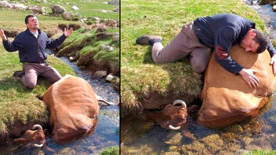 İneğine sarılarak ağladı!