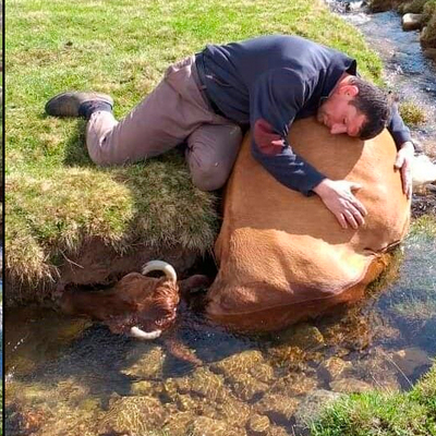 İneğine sarılarak ağladı!