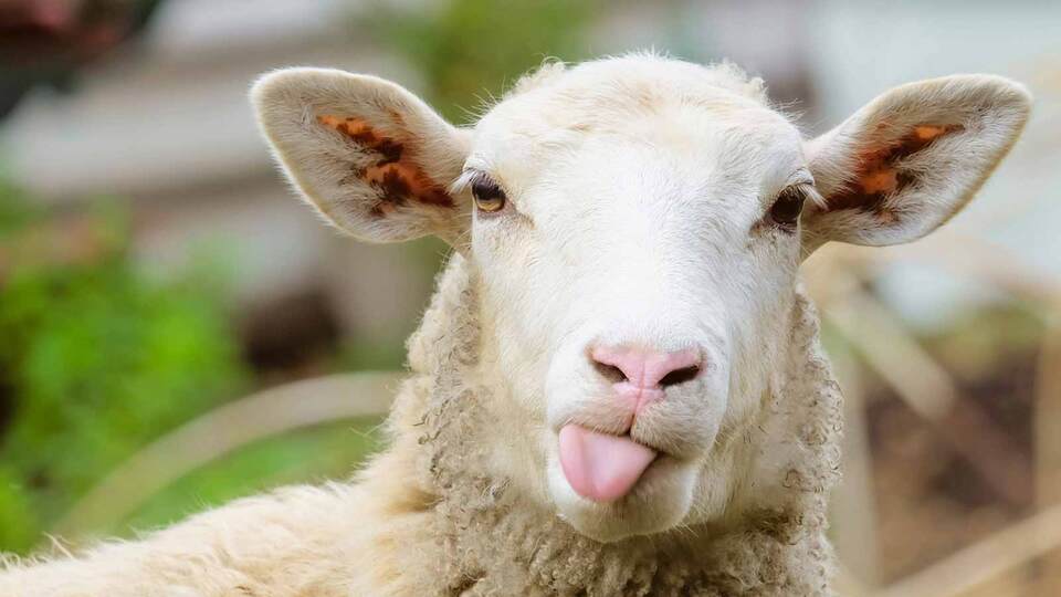 Kurban Bayramı ne zaman 2019?