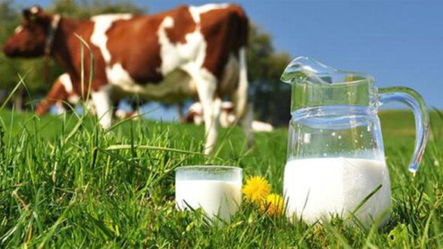 Toplanan inek sütü miktarı azaldı