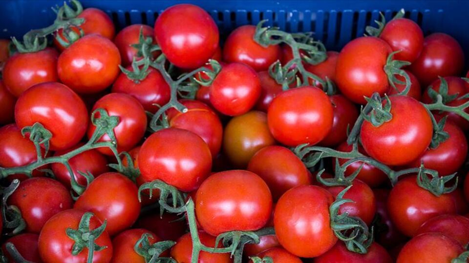 Rusya'ya 62.4 milyon dolarlık domates ihracatı