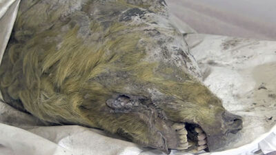 40 bin yıllık kurt başı!