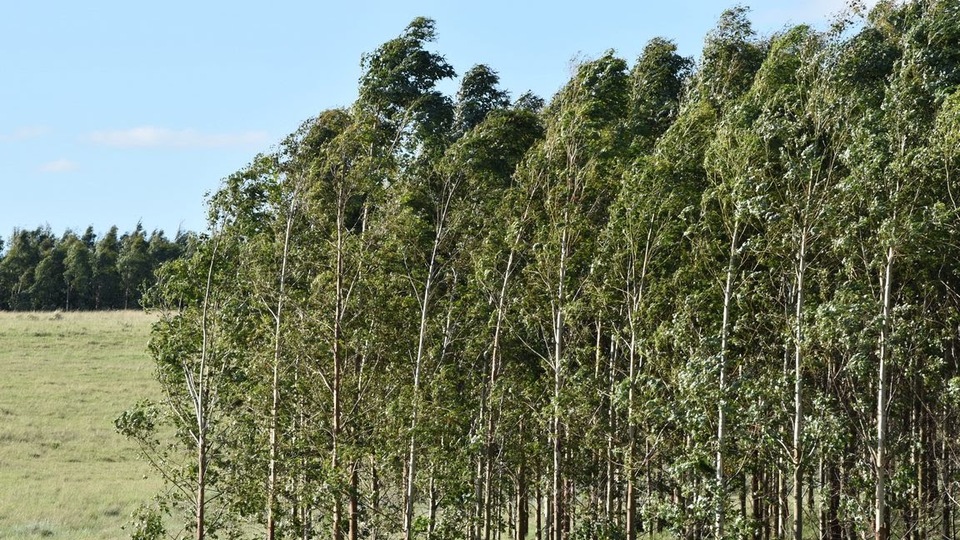 'Türkiye ağaçlandırmada dünya üçüncüsü'