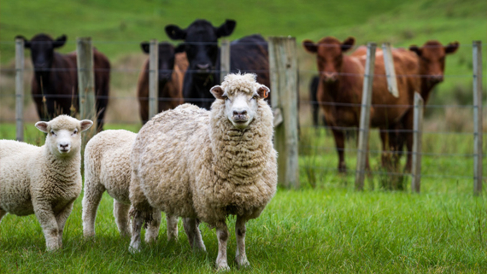 Kurban Bayramı ne zaman ve kaç gün tatil?