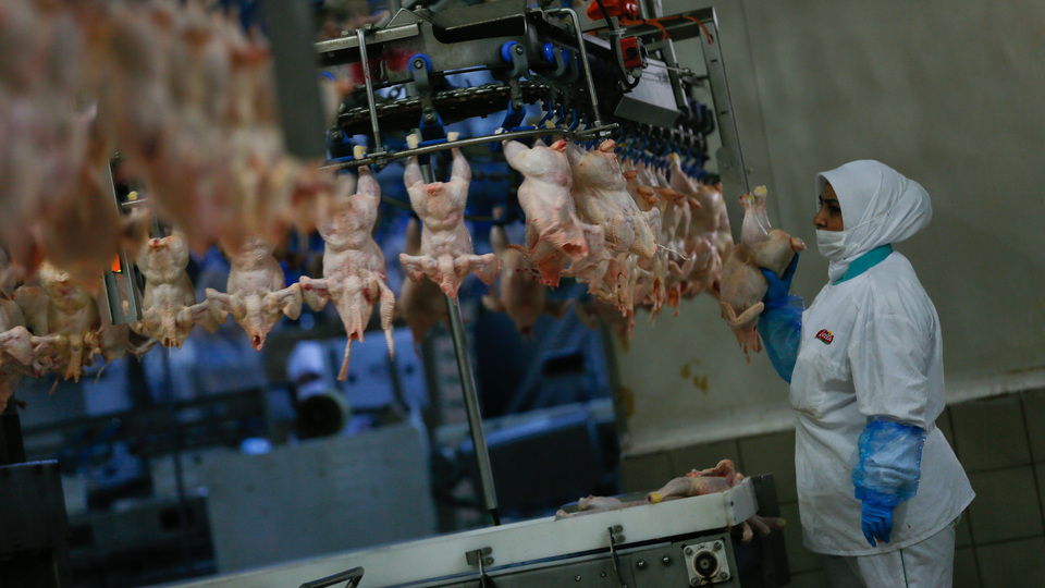 "Kanatlı ihracatında en büyük pazarımız Japonya"