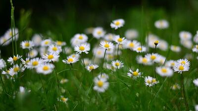 Papatya ve kekikteki tehlike!