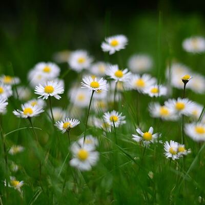 Papatya ve kekikteki tehlike!