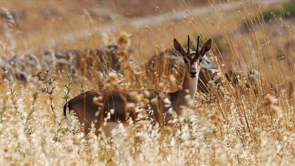 Türkiye'de sadece Hatay'da görüldü