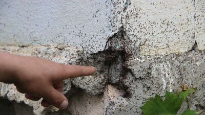 İstila ettiler! Evler boşaltılıyor...