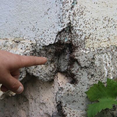 İstila ettiler! Evler boşaltılıyor...