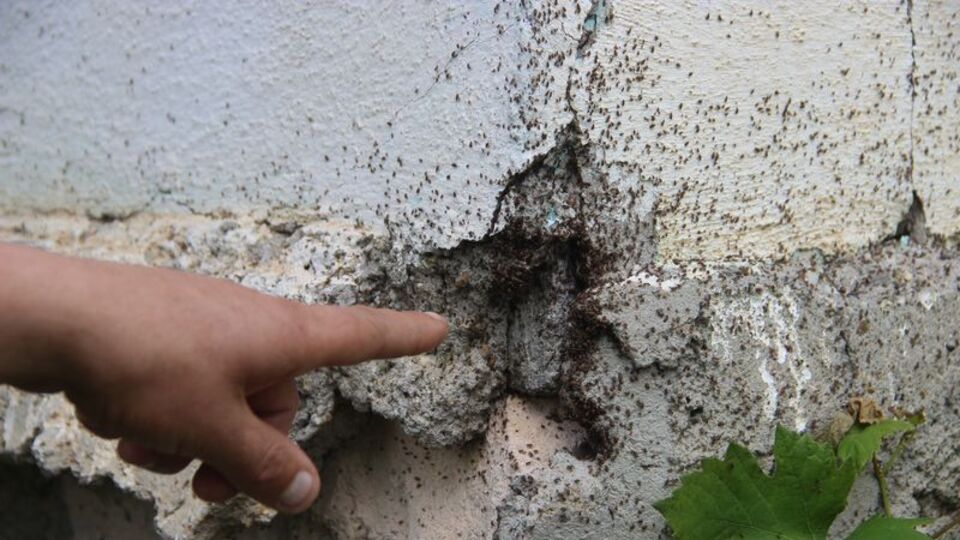 İstila ettiler! Evler boşaltılıyor...