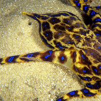 Gece ortaya çıkıyor! Vatandaşları korkutuyor