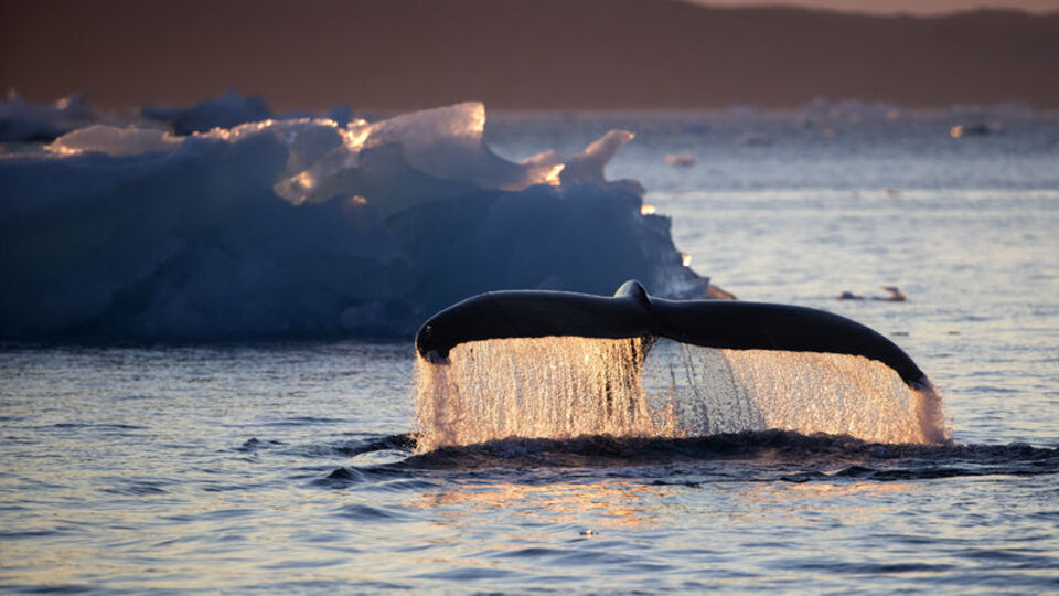 Kuzey Kutbu'nda buzlar ısınıyor