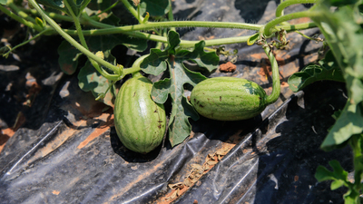 30 yıldır uyutuluyordu! Toprakla buluştu