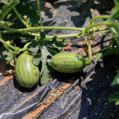 30 yıldır uyutuluyordu! Toprakla buluştu