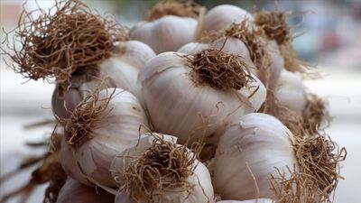 Sarımsağın atığı da değerliymiş!