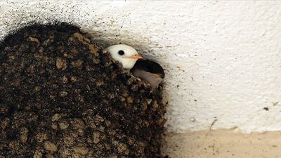 Albino kırlangıç emniyetin ilgi odağı oldu
