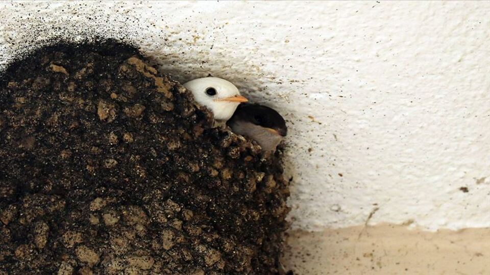 Albino kırlangıç emniyetin ilgi odağı oldu