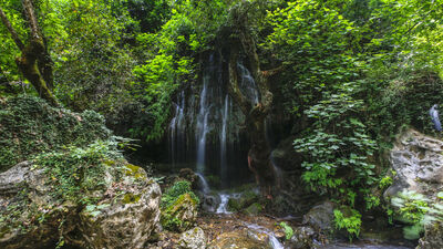 Ormanın içindeki saklı güzellik
