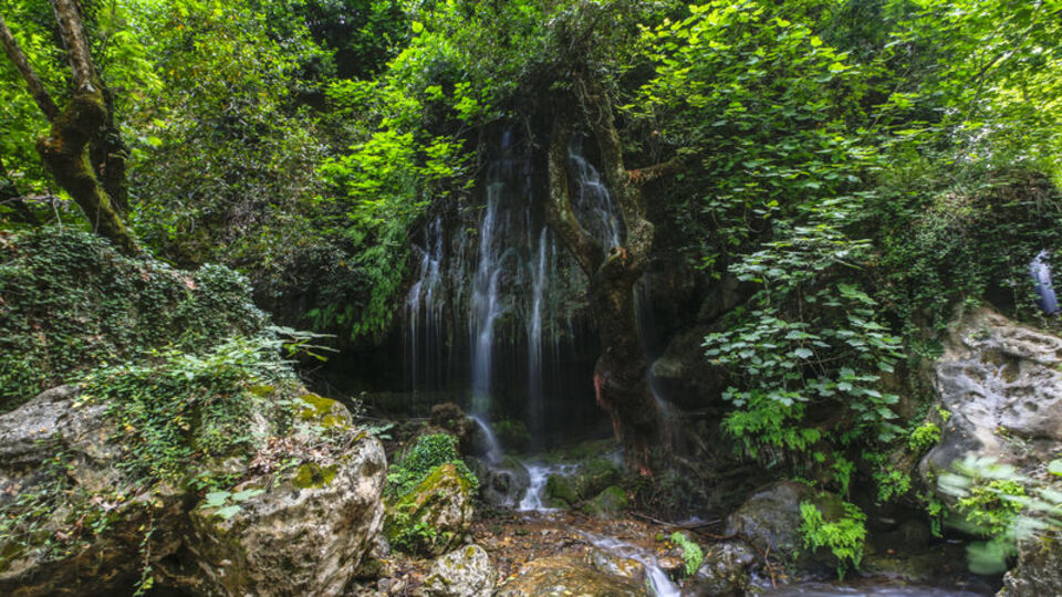 Ormanın içindeki saklı güzellik