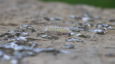 Kadıköy'de tırtıl istilası