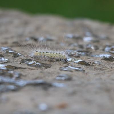 Kadıköy'de tırtıl istilası