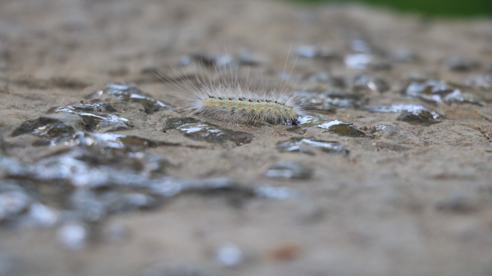 Kadıköy'de tırtıl istilası