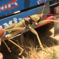 Dev çekirge görenleri şaşırttı