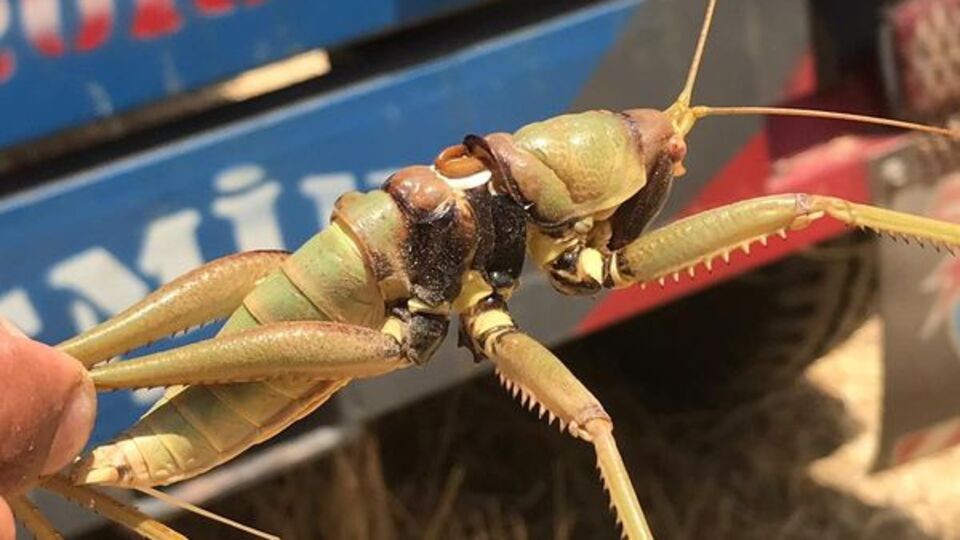 Dev çekirge görenleri şaşırttı