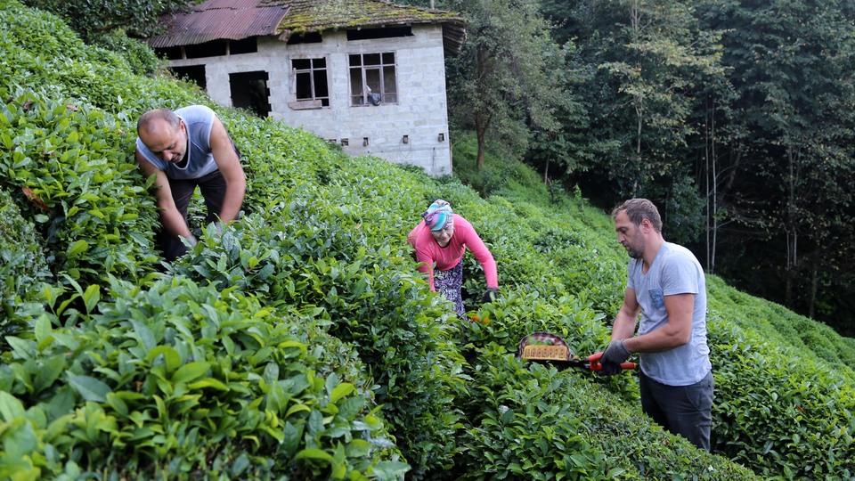 Çay üreticileri için güç birliği